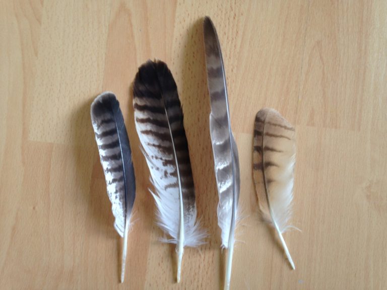 Feathers & Synchronicities