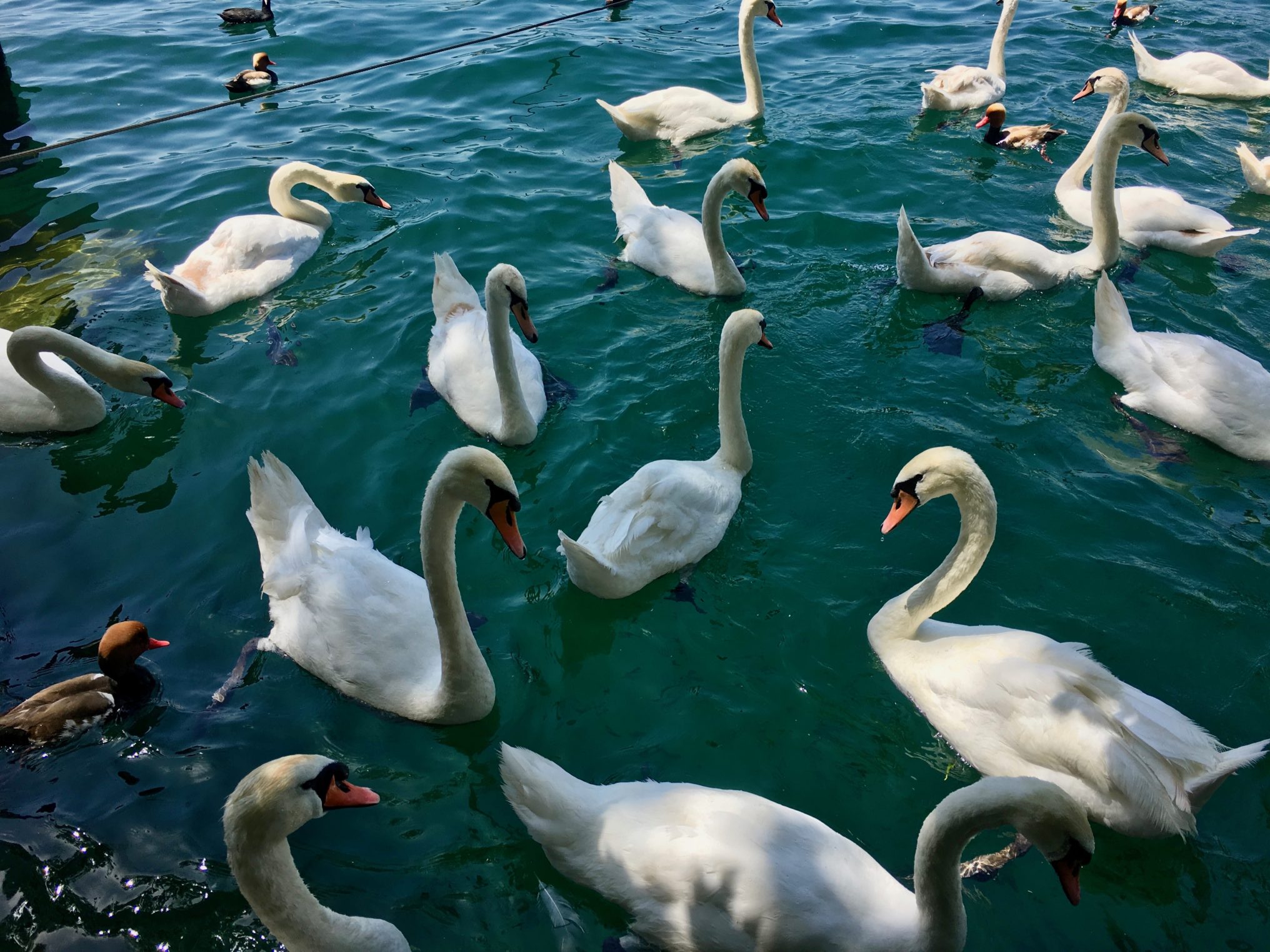 Swans in a lake, picture taken by Carolina from Luminous Five.