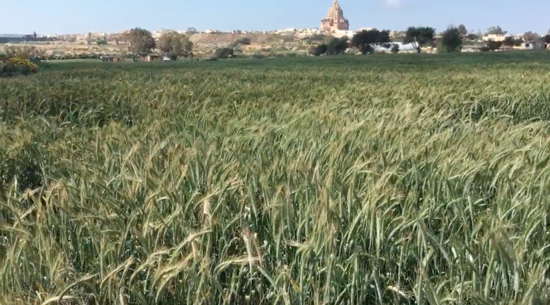 Field of wheat