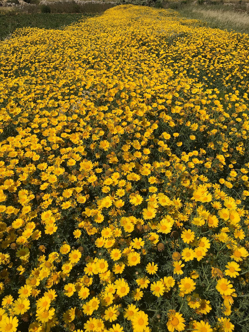 Flower Bed in Gozo Island