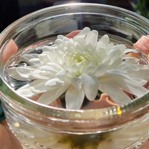 A white flower floating in a glass bowl filled with water, bathed in soft sunlight, symbolizing purity and spiritual clarity.