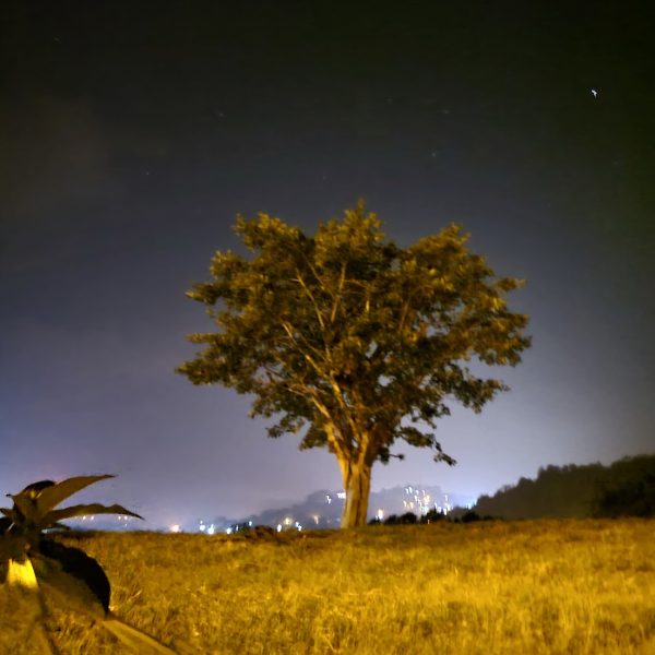 A solitary tree under a dark night sky, illuminated by distant lights, evoking a sense of mystery and introspection.